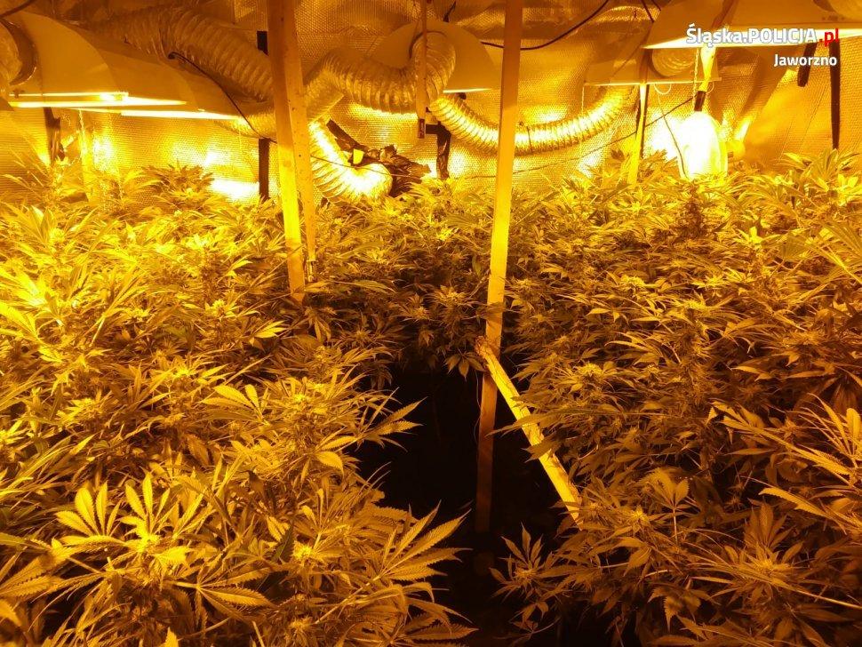 Domowa plantacja marihuany zlikwidowana