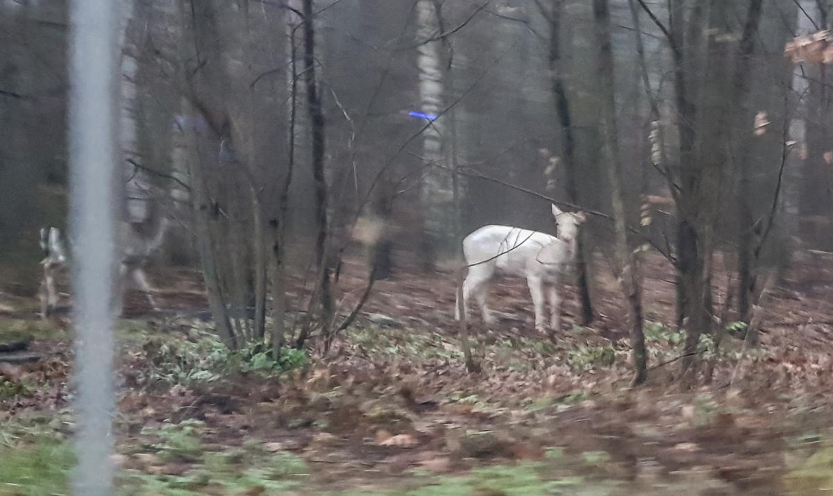 Sarenka albinos w lesie na Podłężu