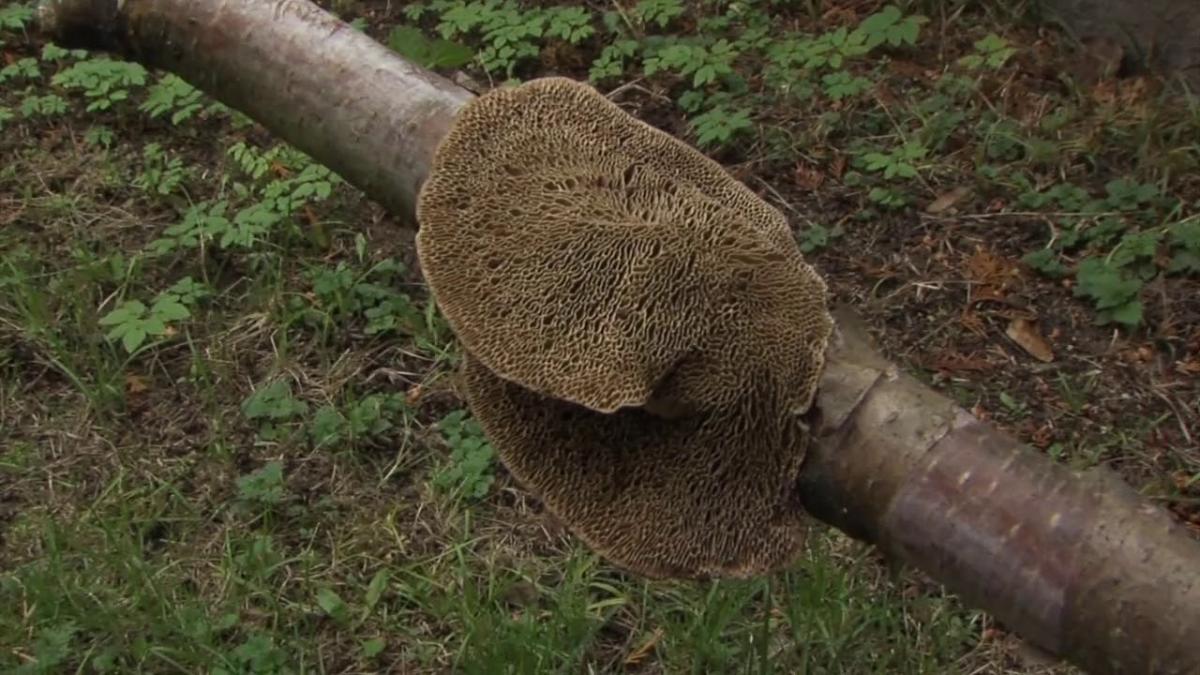 Spotkanie z gmatwicą chropowatą