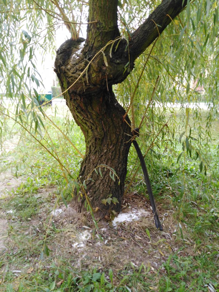Solą w wierzbę na Osiedlu Stałym