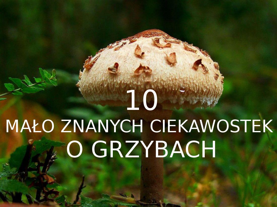 10 mało znanych ciekawostek o grzybach
