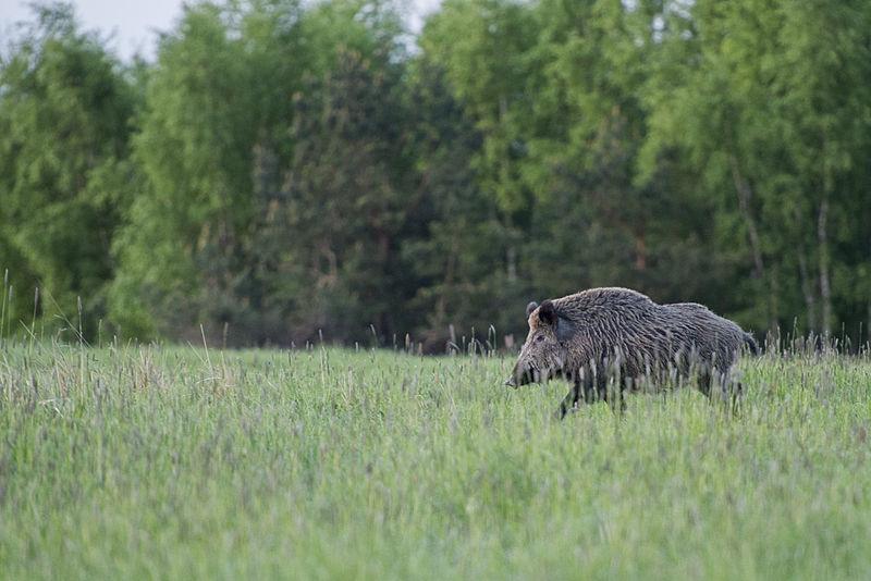 Mieszkańcy Jaworzna zmagają się z dzikami