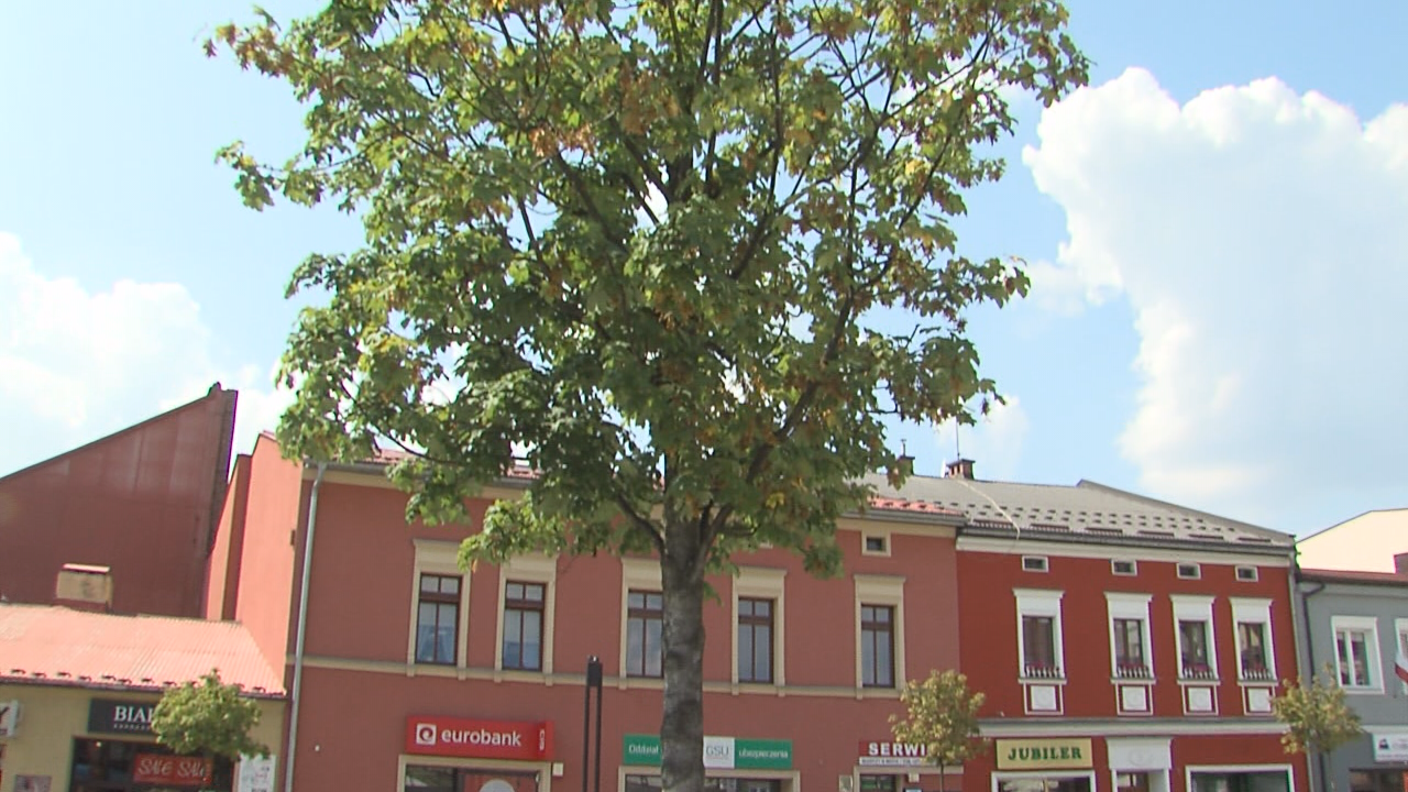 Jawor (na rynku) – kronika zapowiedzianej śmierci