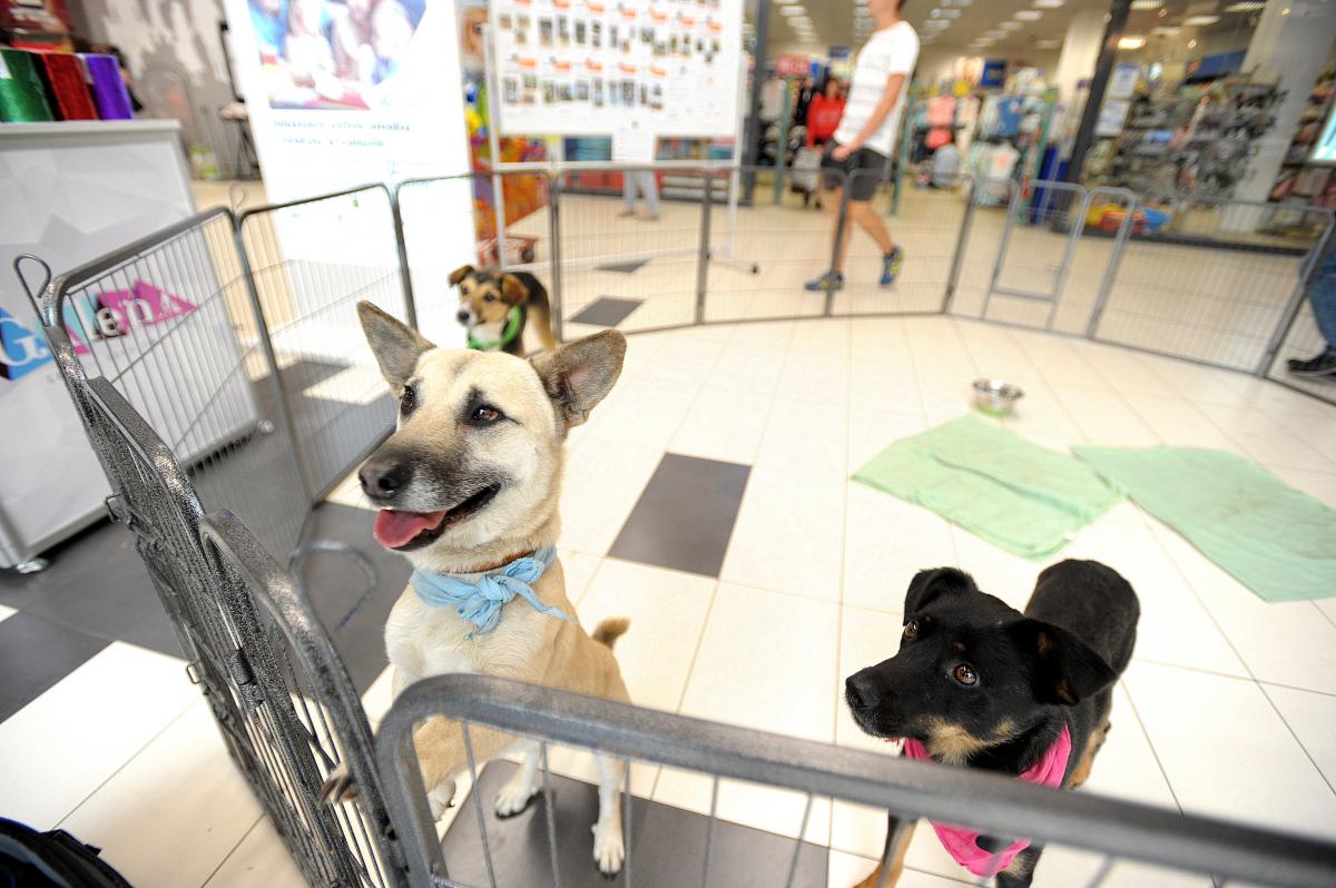 SOS Animals: Zostań domem tymczasowym!