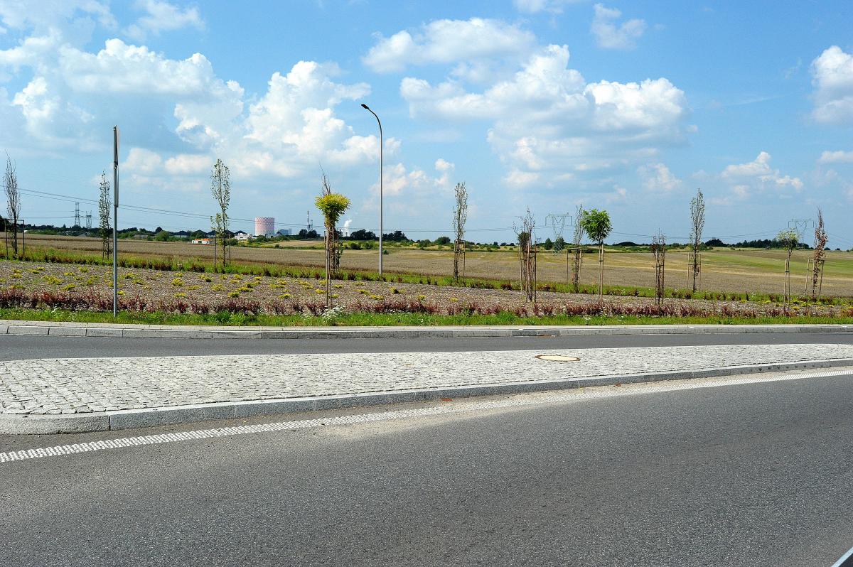Rondo im. Kaczyńskich i usychające drzewa