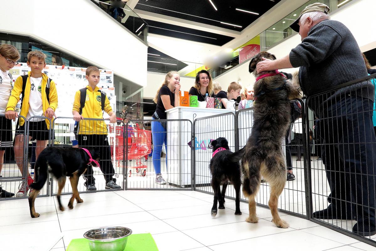 Miłość na wieki? Psie adopcje w CH Galena!