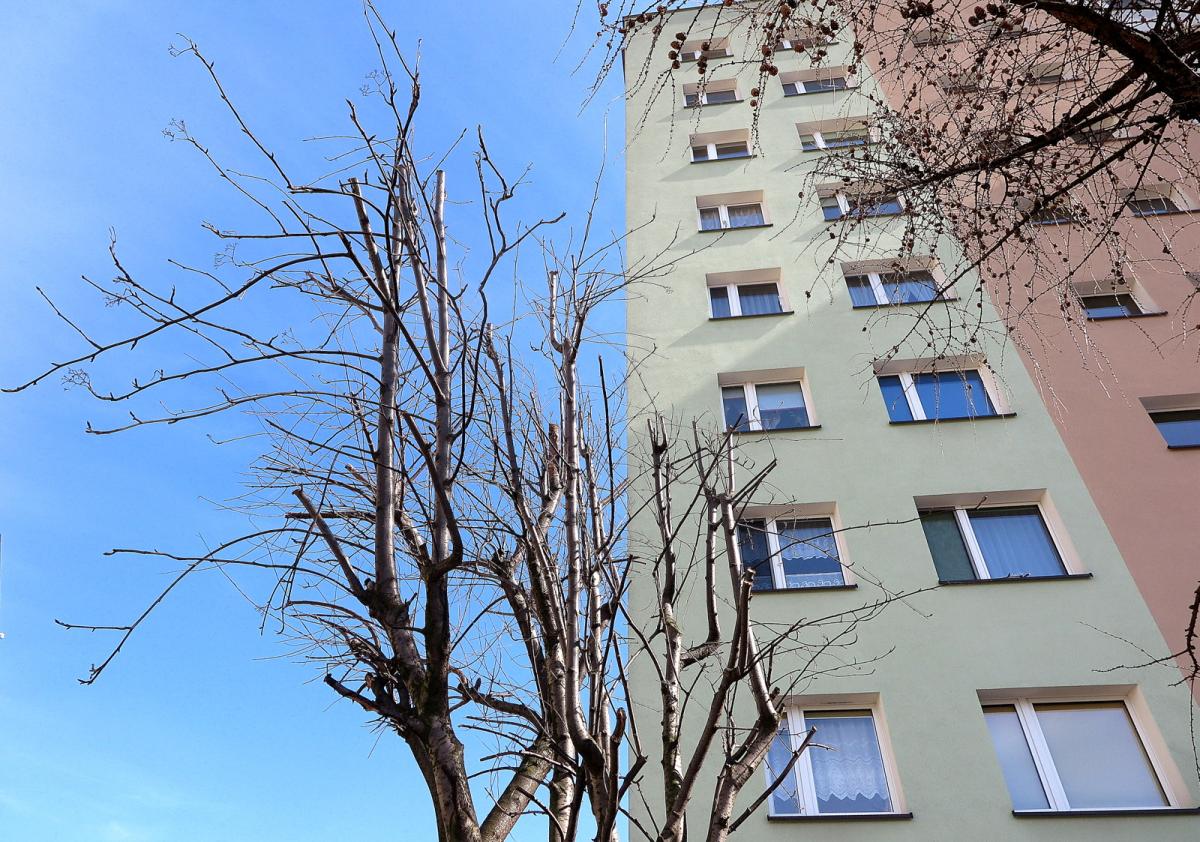 Wiosenna pielęgnacja drzew