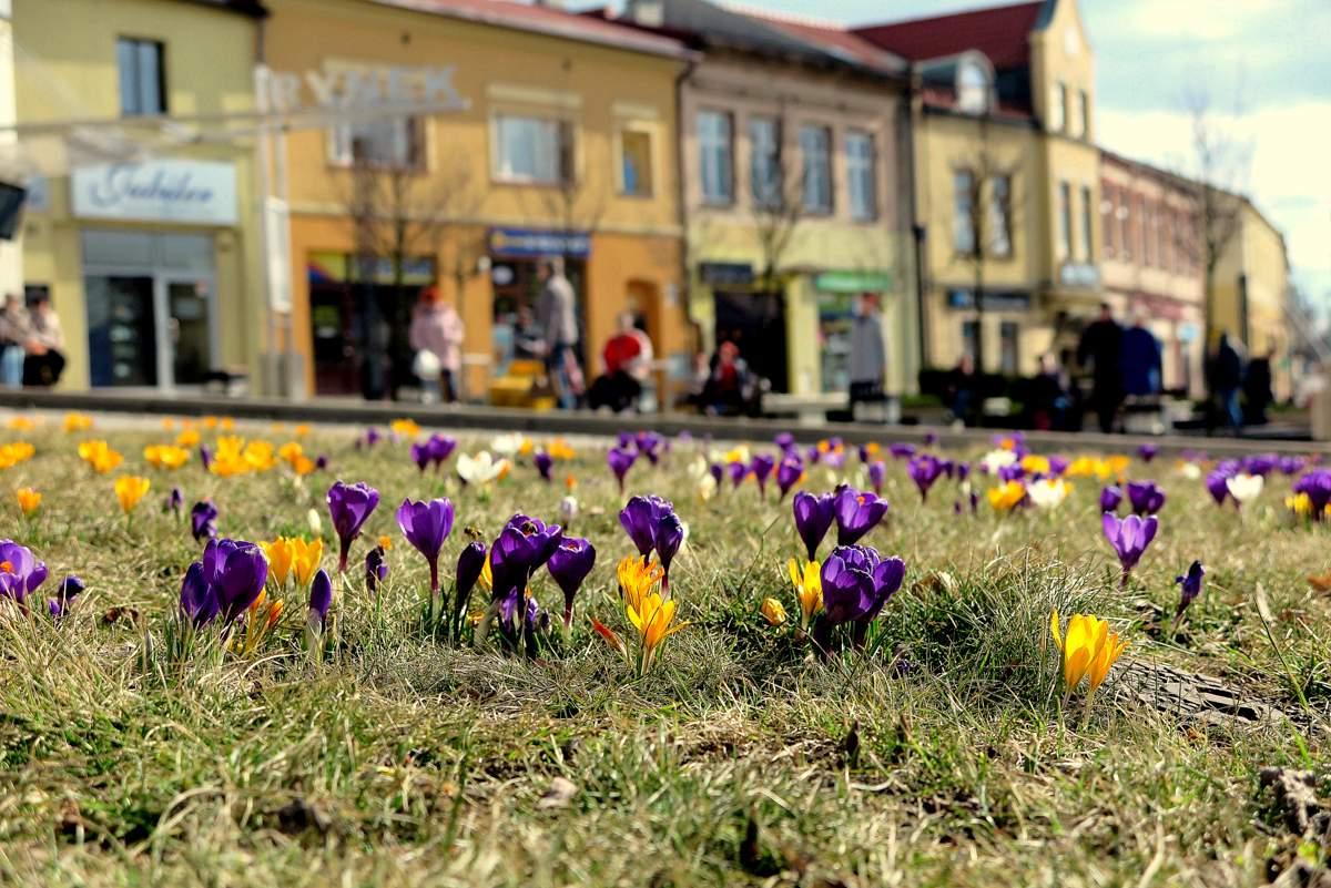 Wiosna na jaworznickim rynku!