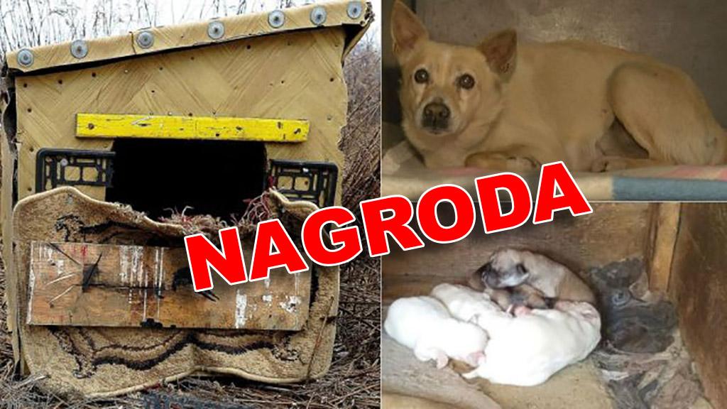 Jest nagroda za pomoc w odnalezieniu właściciela psa