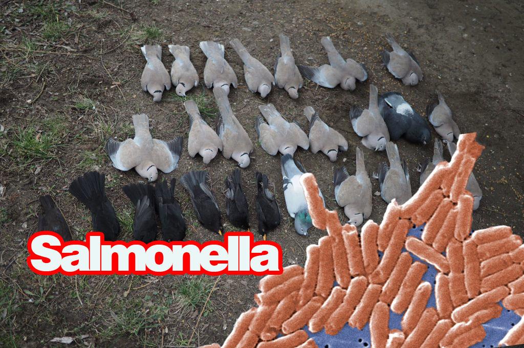 Ptaki zatrute salmonellą