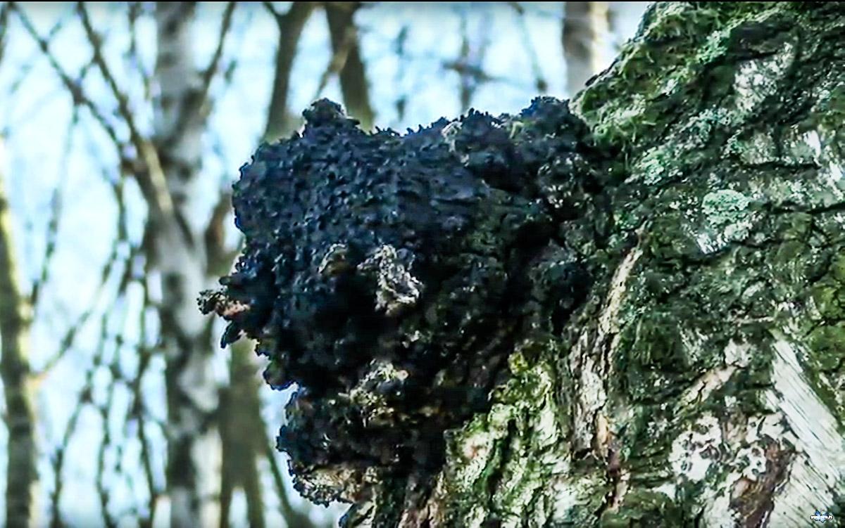 Huba Brzozowa. Lek na raka według Grzegorzka