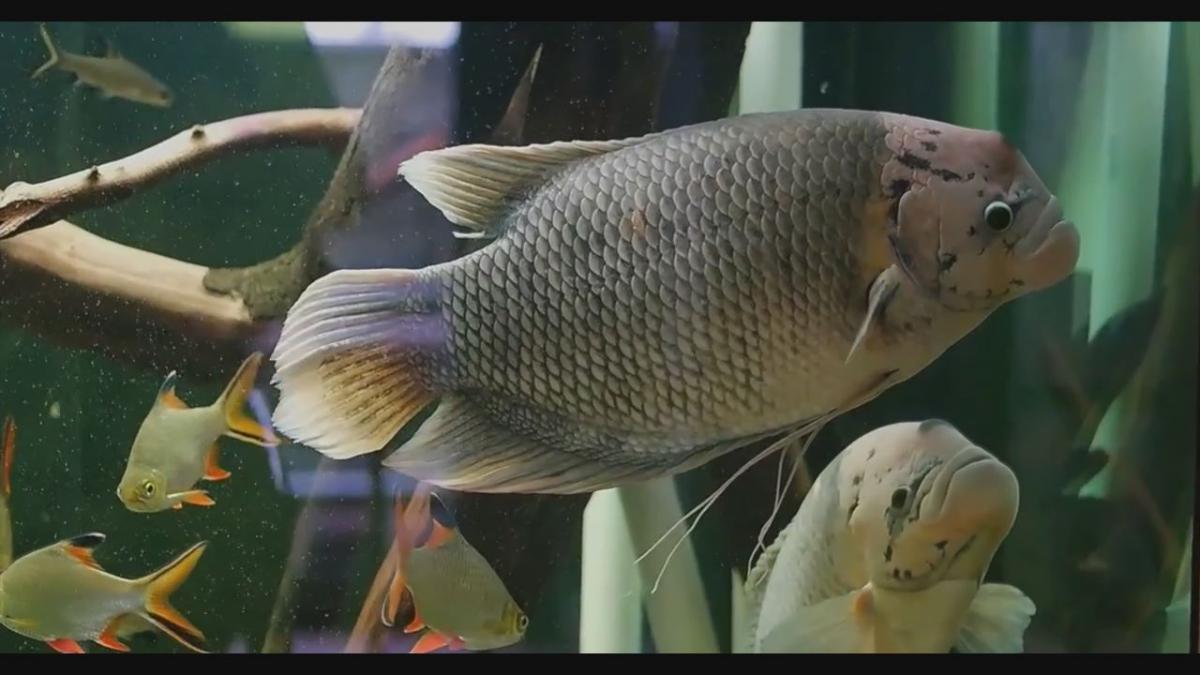 Egzotarium Sosnowiec