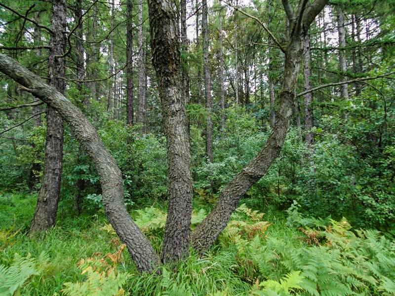 Jaworzno, między Śródmieściem a Geosferą - cz. VI