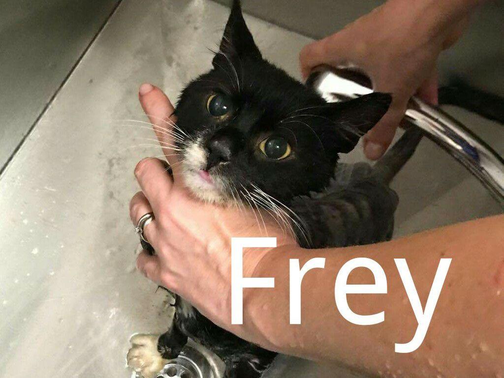 Frey wiele wycierpiał