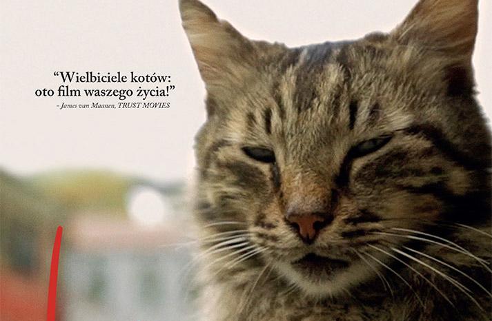 Zapraszamy na pokazy przedpremierowe filmu  „Kedi – sekretne życie kotów”