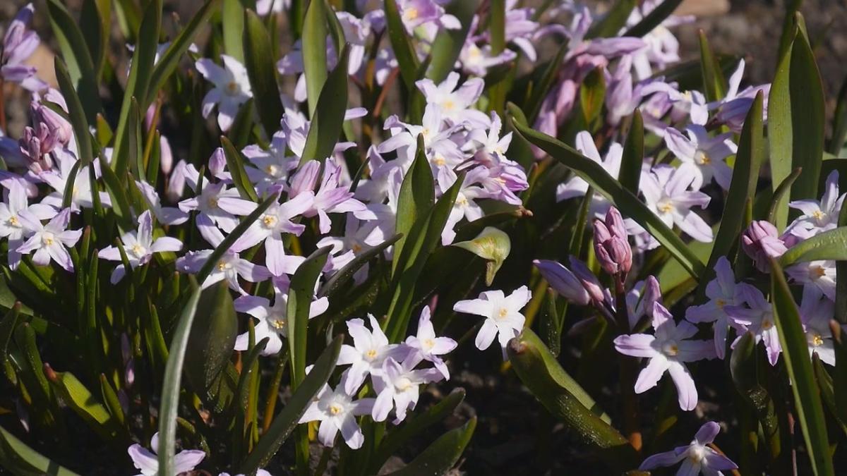 Wiosna w ogrodzie botanicznym