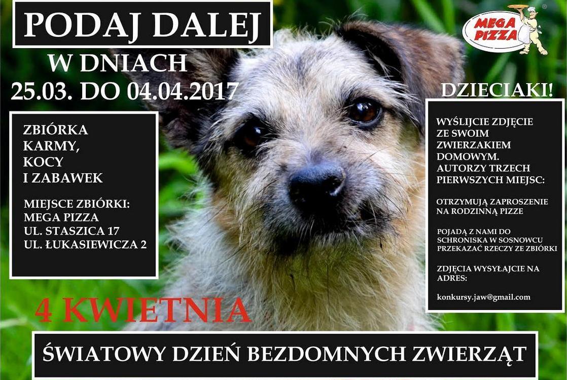 Podaj dalej i włącz się w akcję pomocy bezdomnym zwierzętom