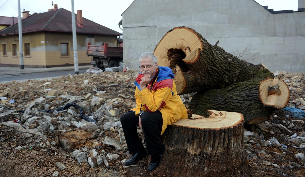 Przyrodnik Grzegorzek o wyciętym dębie przy ul. Cmentarnej