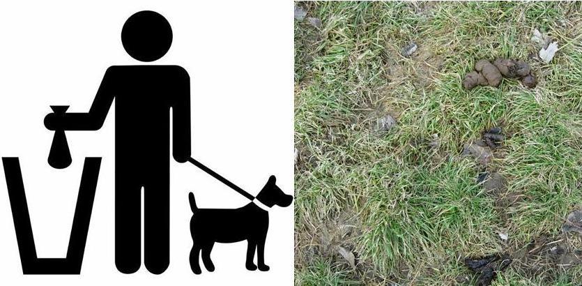 Po zimie psie odchody na trawnikach