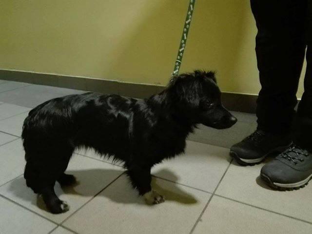 Kto zgubił pieska? Szukamy właścicieli