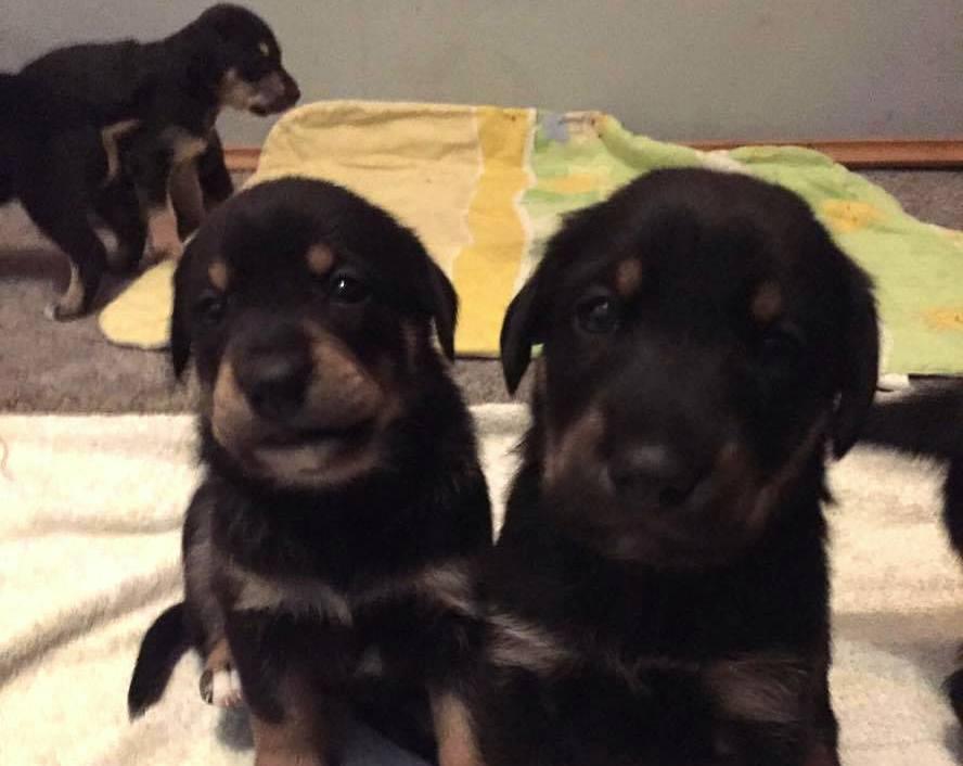 7 szczeniaków do adopcji