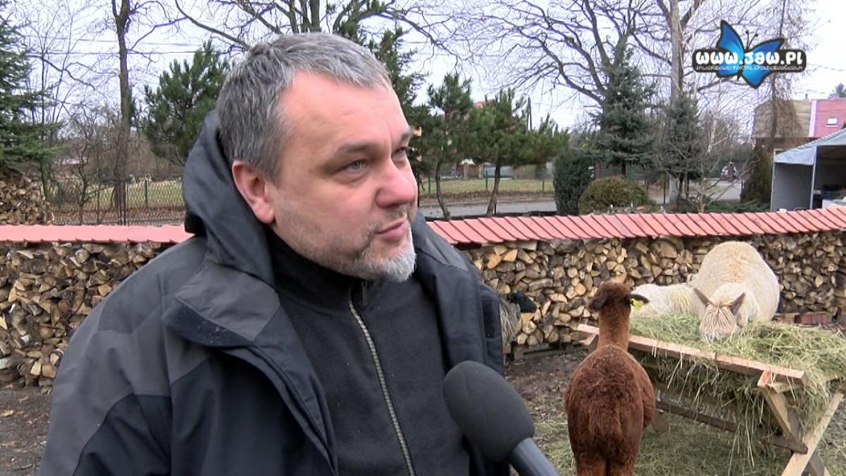 Alpaki zagościły we Wspólnocie Betlejem