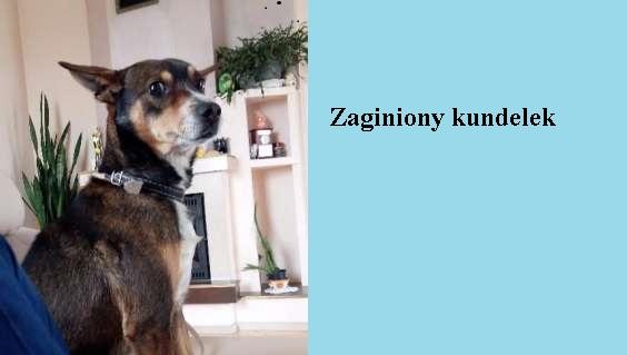 Zaginiony kundelek
