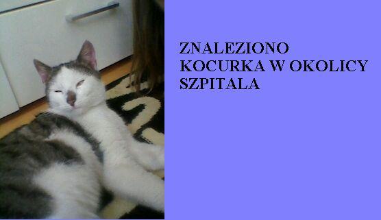 Znaleziono kotka