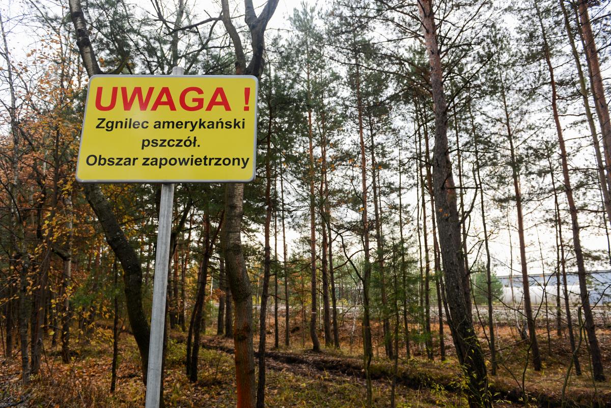Uwaga! Zgnilec amerykański zaatakował pszczoły