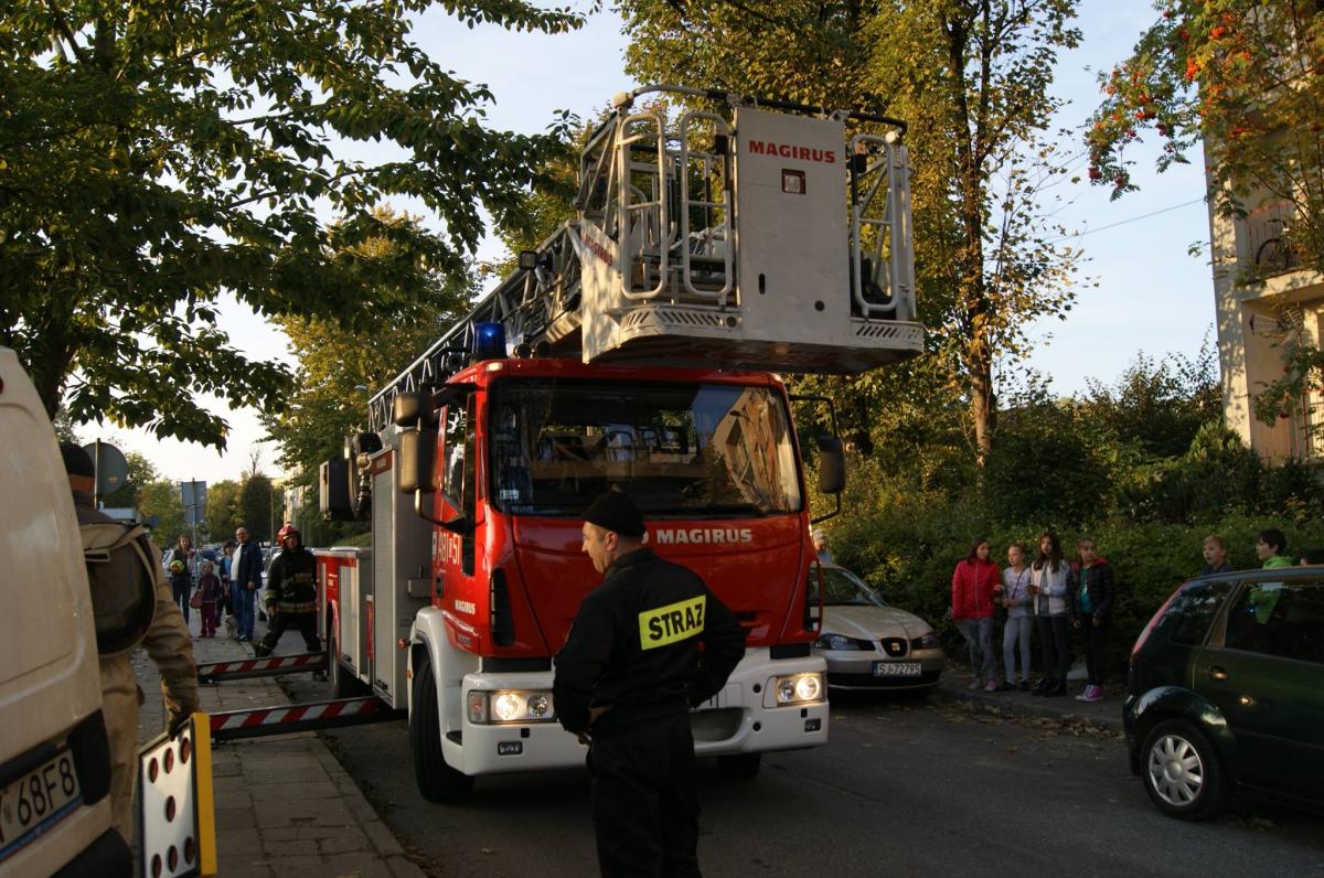 Dzikie pszczoły na Podwalu