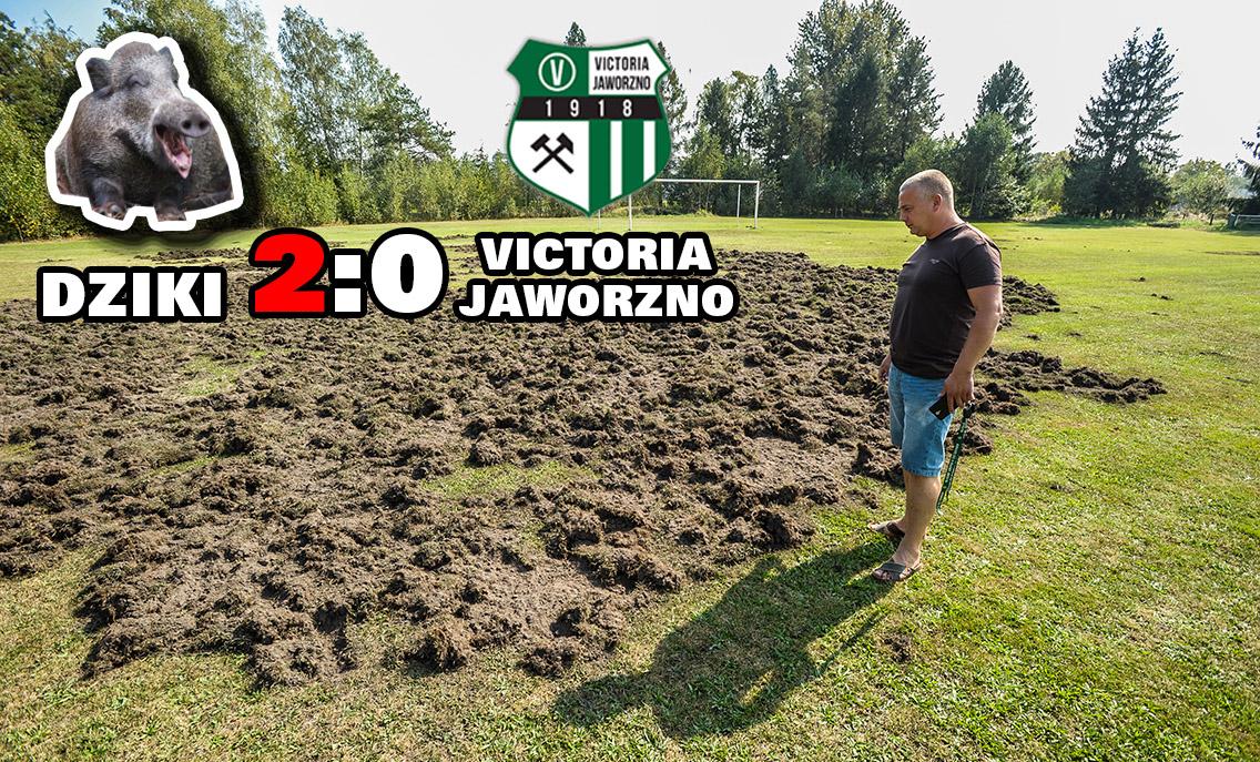 Victoria przegrywa tylko z dzikami