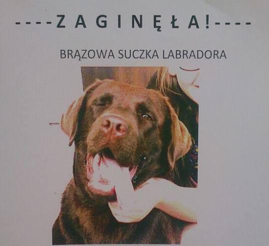 Właściciele szukają pieska