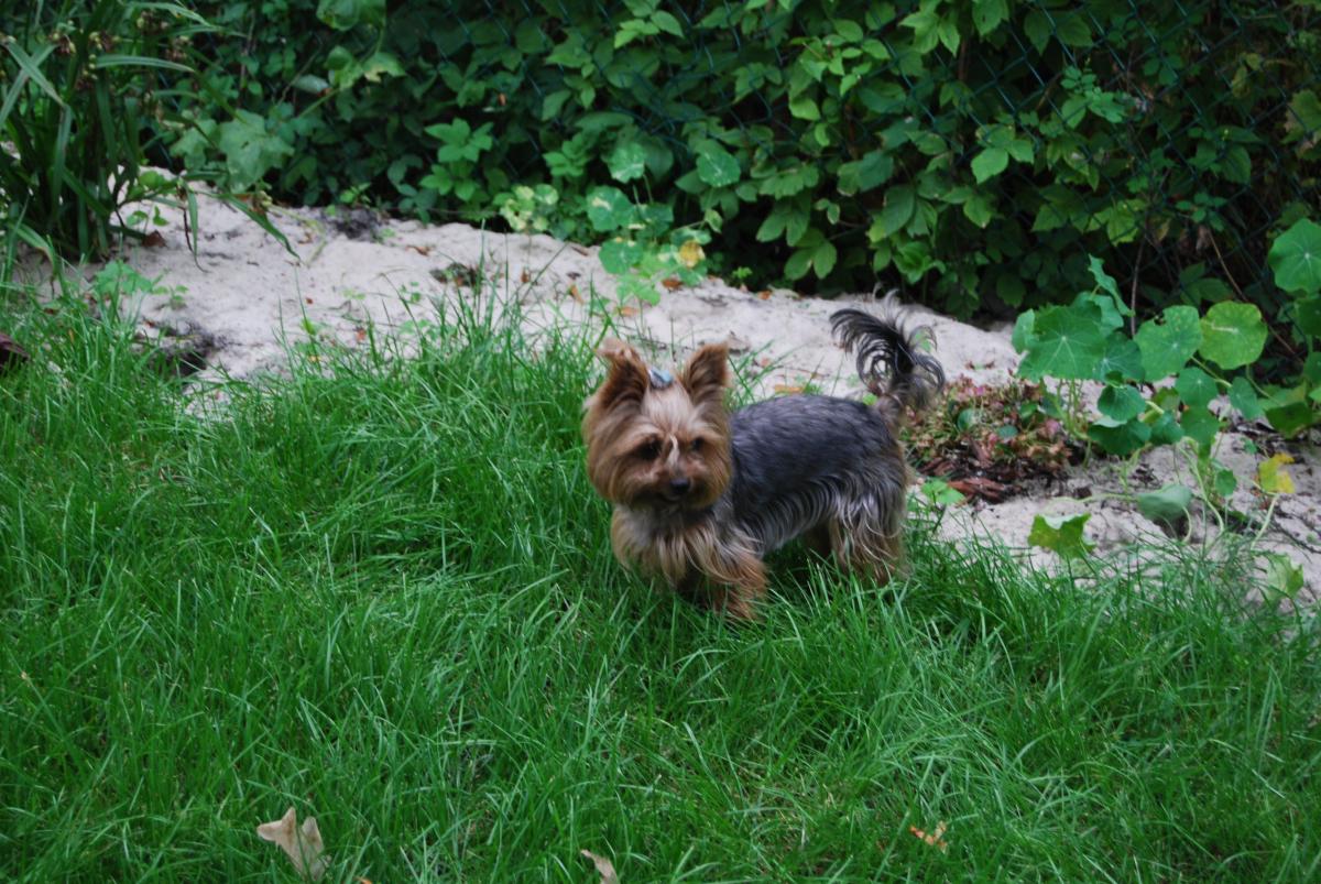 Zaginął pies rasy yorkshire terrier