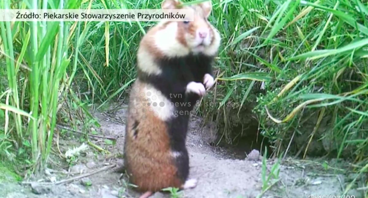 Chomik gigant zagrożony przez rolników i koty. Z pomocą przybywają osobniki z Czech