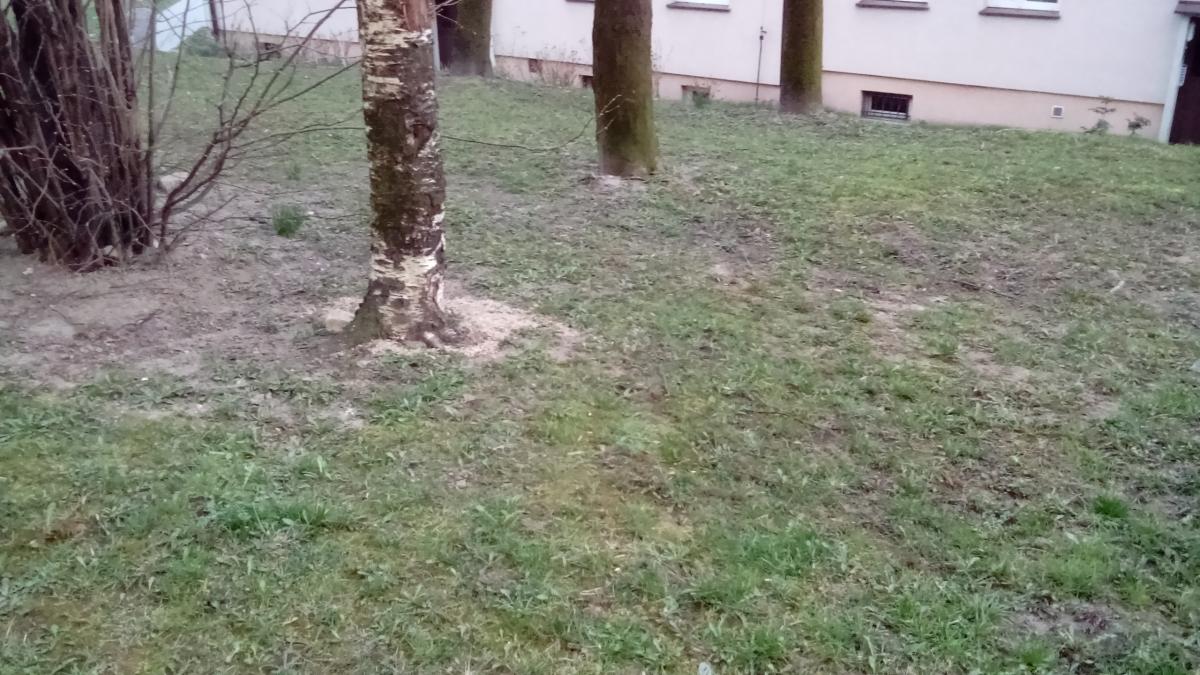 List do redakcji: Niszczenie drzew