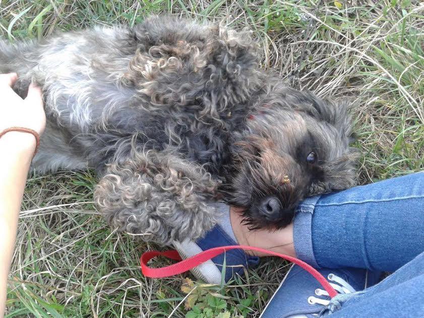Zaginął pies. Ktokolwiek widział, ktokolwiek wie