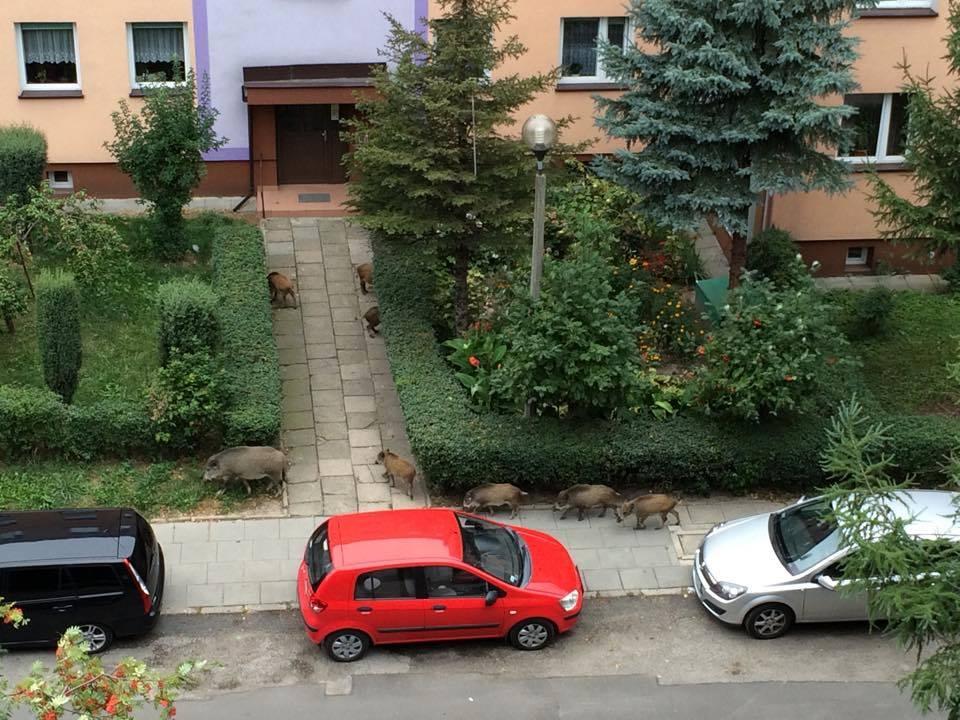 Dziki w Jaworznie - w tym roku mniej niż w ubiegłym?