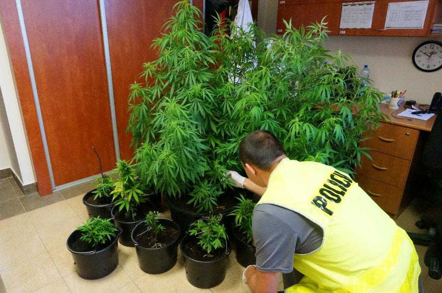 Wpadł plantator marihuany