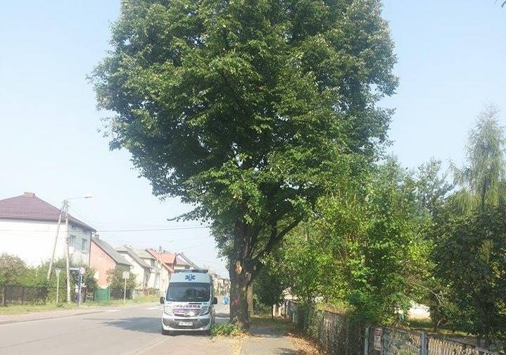 List: Cóż jest piękniejszego niż wysokie drzewa