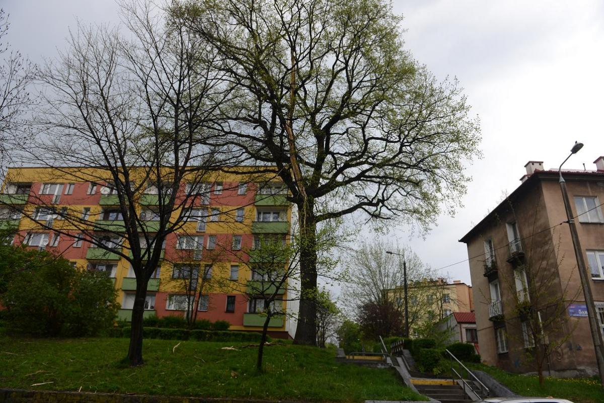 Piorun uderzył w drzewo przy ul. Dwornickiego
