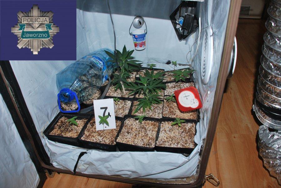 Zlikwidowana plantacja