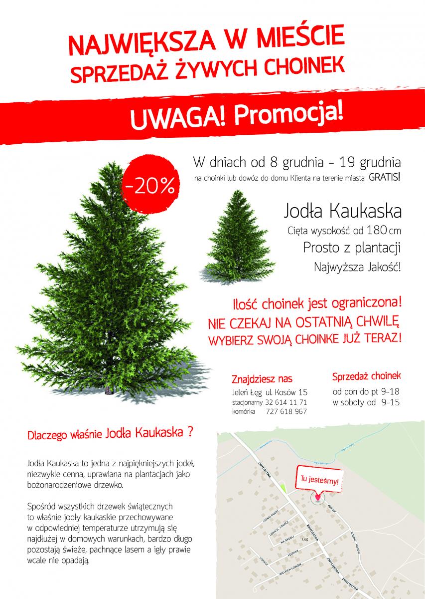 Największa w mieście sprzedaż żywych choinek