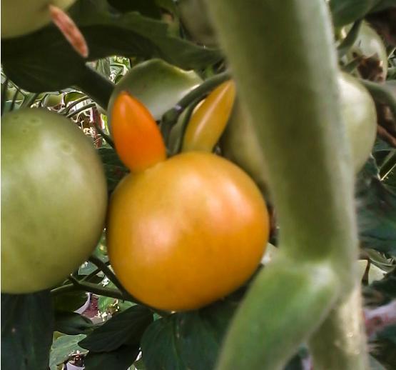 Pomidorowy króliczek - nagrodzone zdjęcie w konkursie fotograficznym