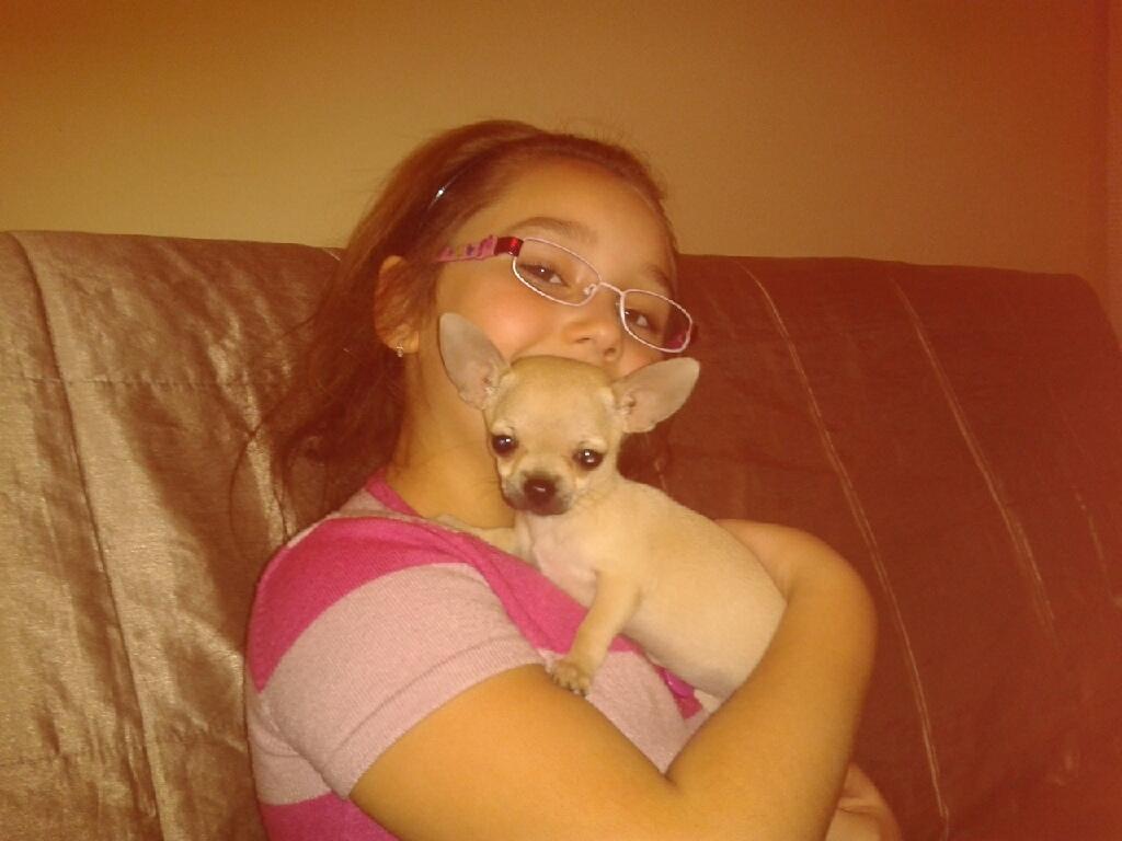 Zaginęła suczka Chihuahua