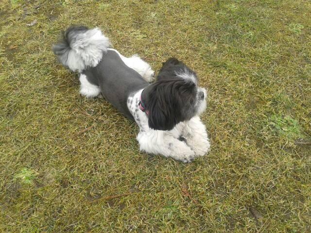 Poszukiwana shih-tzu