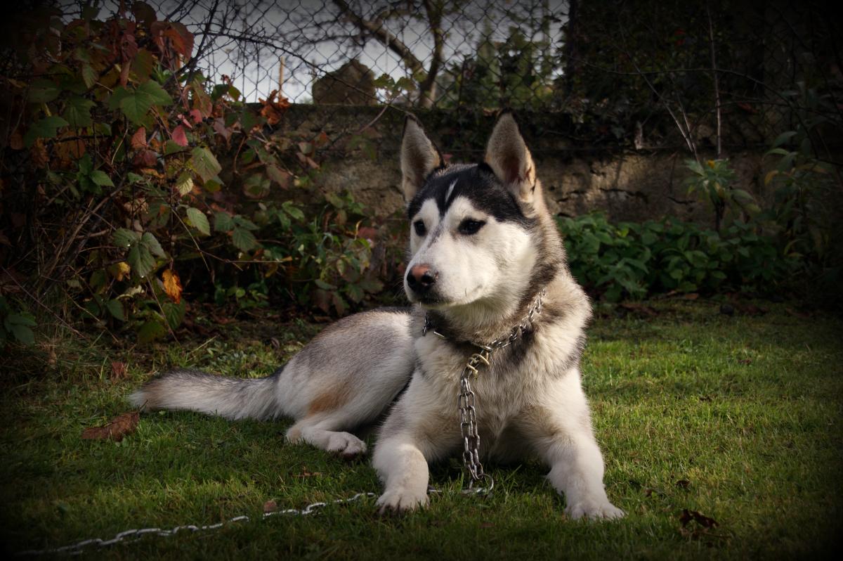 Zaginał husky - Już odnaleziony 