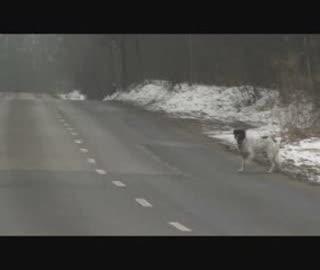 Szukamy domu dla bezdomnego psa