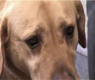 Znaleziono Labradora