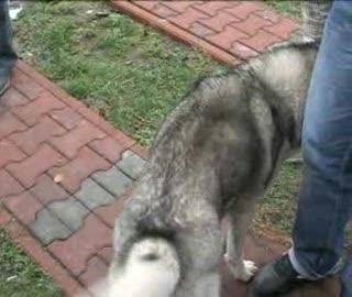 Po raz kolejny znaleziono husky