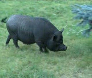 Świnka jest pod dobrą opieką